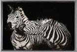 Druckbild Zebra 75x100 cm